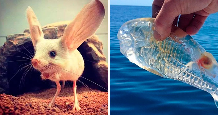Weird, Funny, Or Bizarre Creatures Of The Earth Shared By This Instagram Account (30 Pics)
