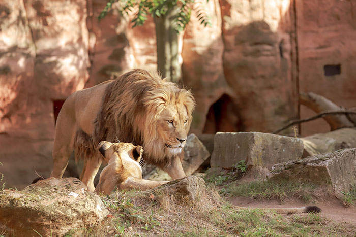 Picture of lion in the zoo