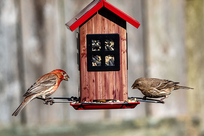 Picture of birds near bird feeder
