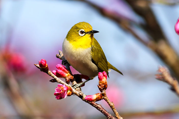 Picture of yellow bird
