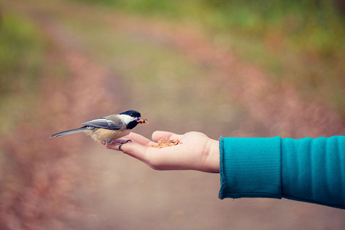 Person feeding bird