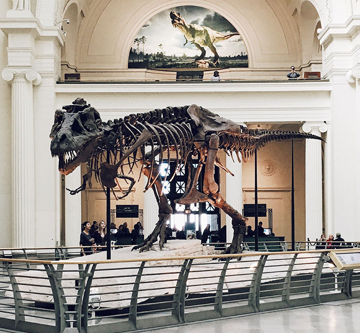 Museum with dinosaur bones