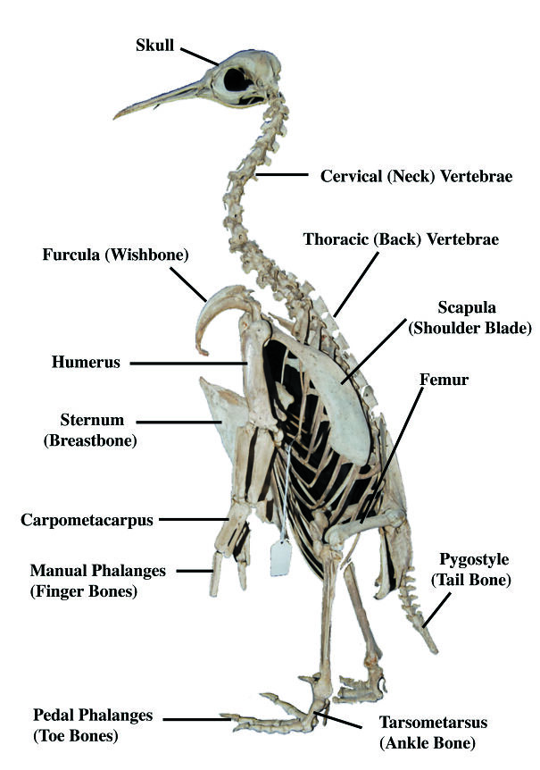 tour-of-the-penguin-skeleton-636256789d0f5-jpeg.jpg