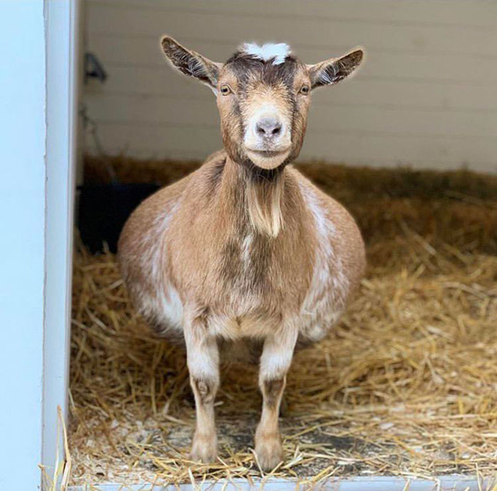 This Goat Pregnant With Twins