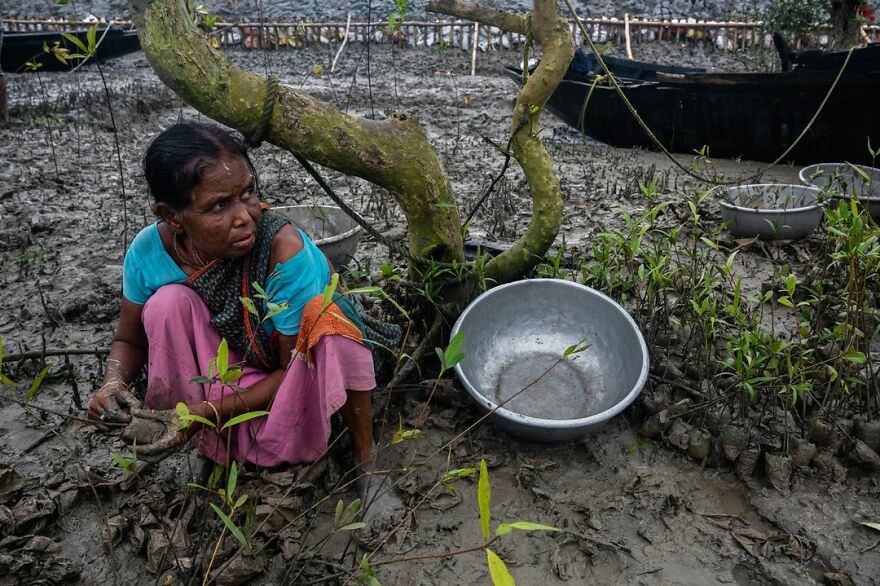 A Local Woman Plants Mangrove Saplings - Sankhadeep Banerjee, India
