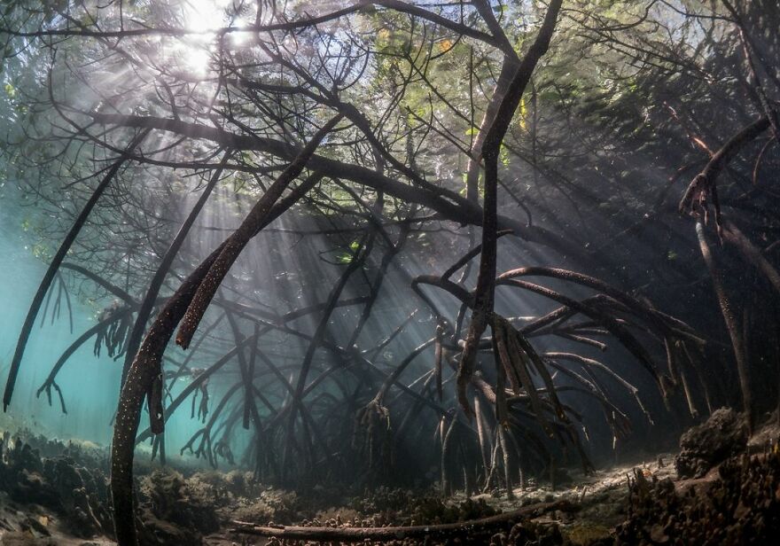 An Underwater Forest - Marcelo Johan Ogata, Indonesia