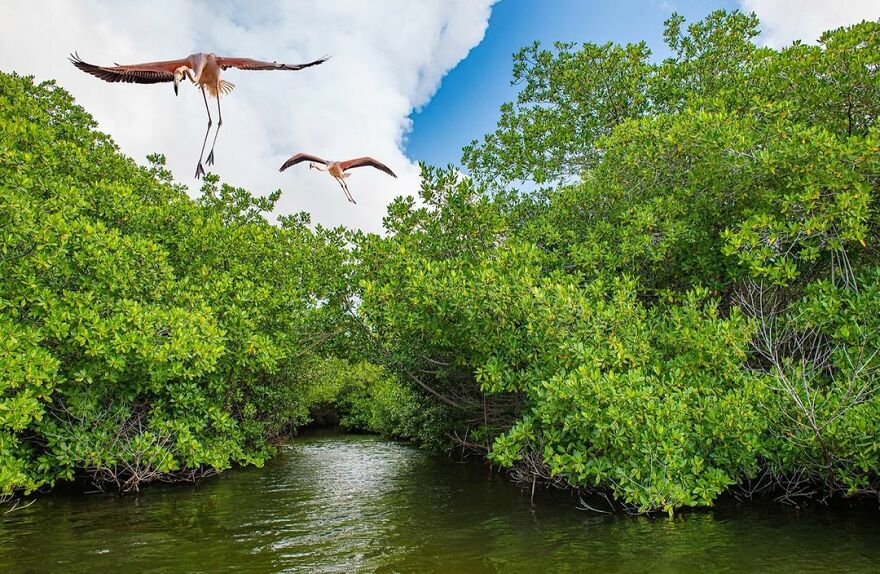 Flamingo - Lorenzo Mittiga, Netherlands Antilles