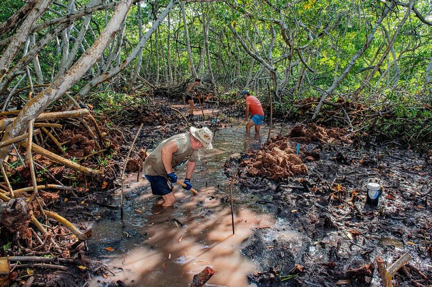 Winner Of Mangroves And Stories: Mangrove Restoration Project In Bonaire - Lorenzo Mittiga, Netherlands Antilles