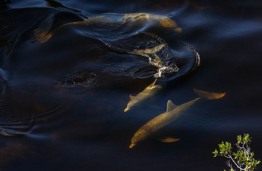 Foraging Bottlenose Dolphins - Mark Ian Cook, Us