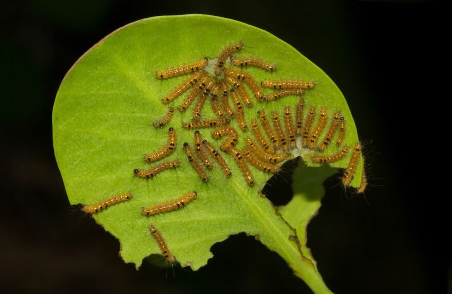 Attack Of Caterpillars - Christophe Mason Parker, Seychelles