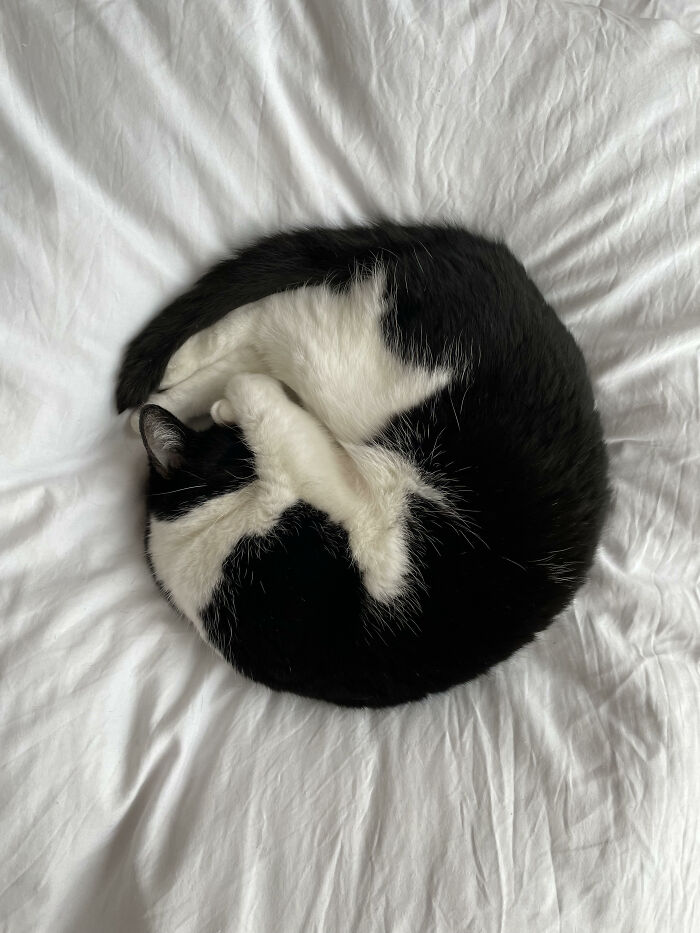 Round Cat Doing Core Business