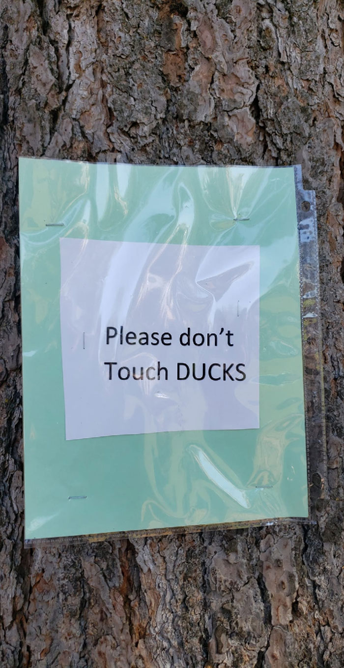There Are No Ducks Here At All