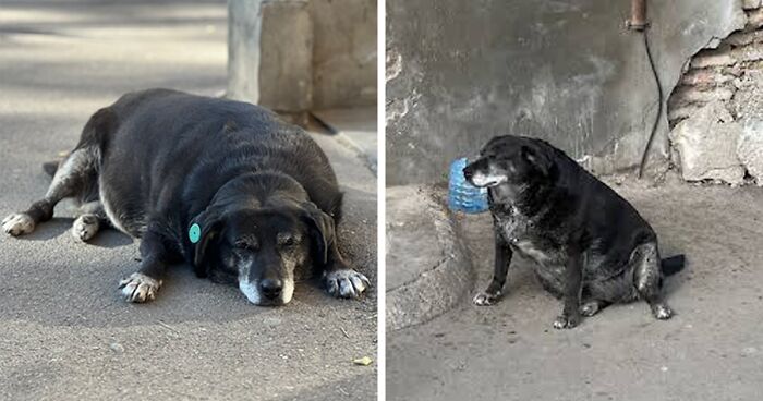 This Dog Is A Local Landmark In Tbilisi, Georgia With A Personal Google Maps Mark And Positive ReviewsThis Dog Is A Local Landmark In Tbilisi, Georgia With A Personal Google Maps Mark And Positive Reviews