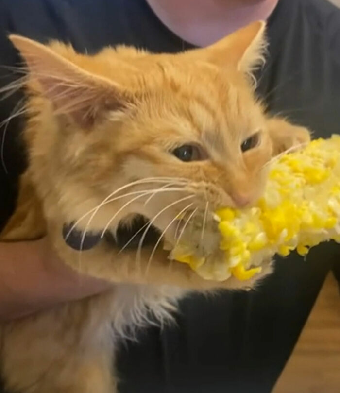 A este gato le encanta el maíz