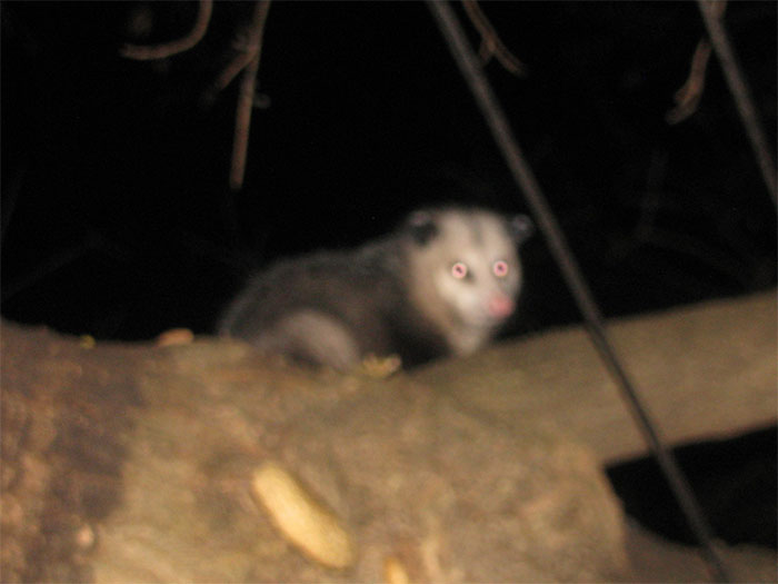 Opossum In A Tree In My Yard Last Night. I Think I Did Well Capturing The Look In His Eyes