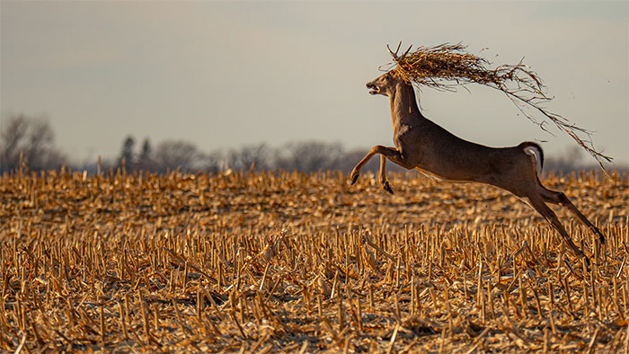 This Buck Was Having A Bad Hair Day