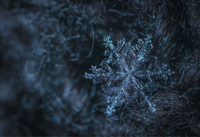Close-up picture of Snowflakes on a tree 