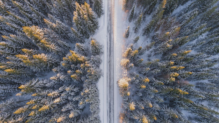 Road from above surrounded by trees 