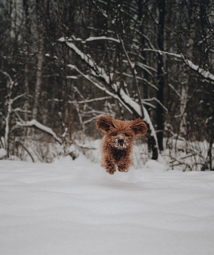 Brown small dog running through snow 