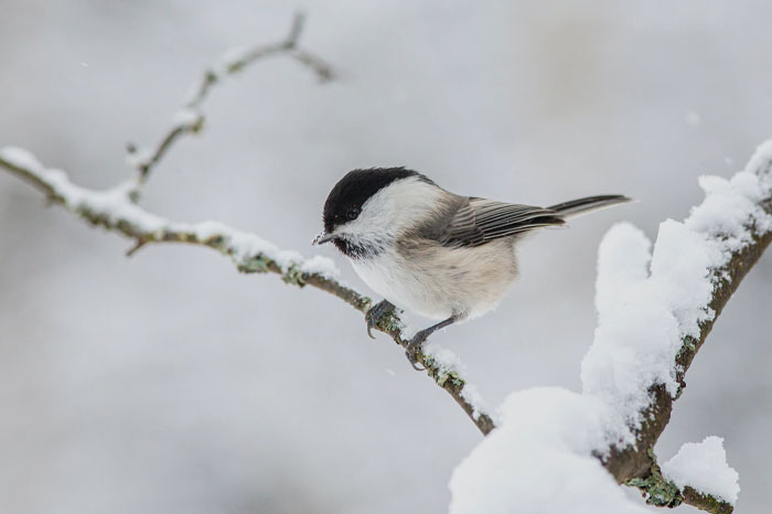 Small bird on a snowy tree branch 