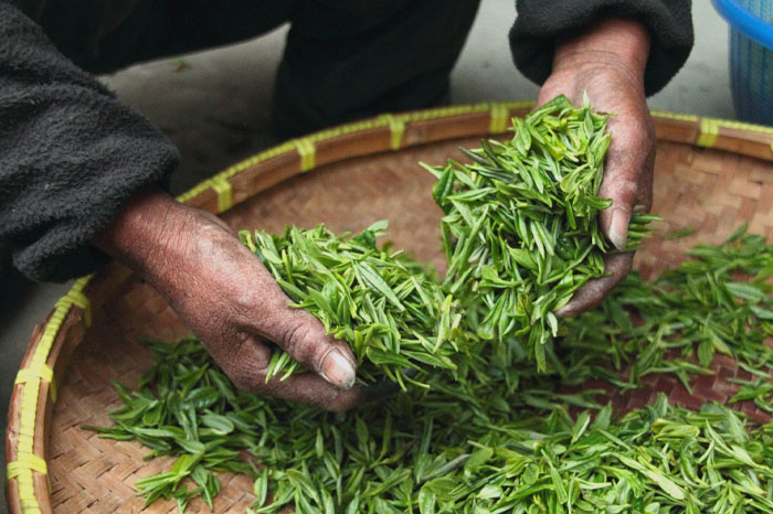 Person holding tea leaves in his hands 