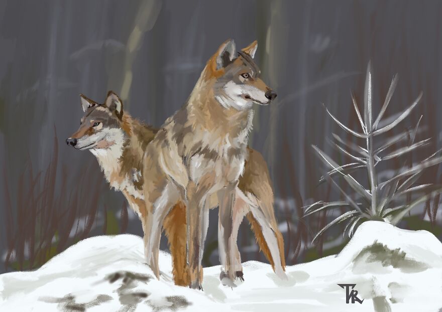 An illustration of two wolves