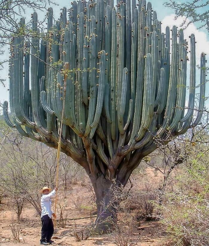 Amazing Giant Cactus In Oaxaca, Mexico