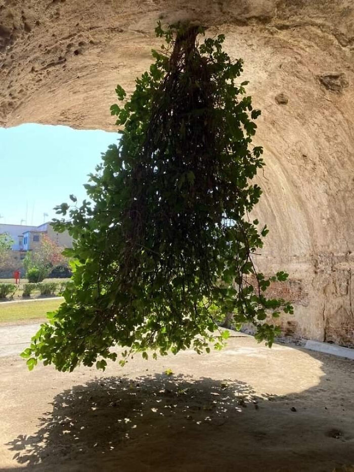 Upside-Down Fig Tree In Bacoli, Italy