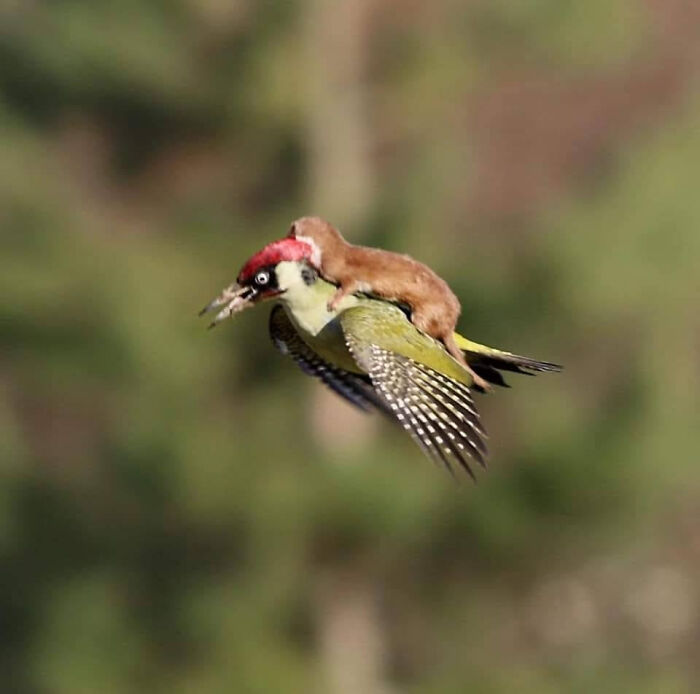 Incredible Photo Captures A Woodpecker Flying With A Weasel On Its Back