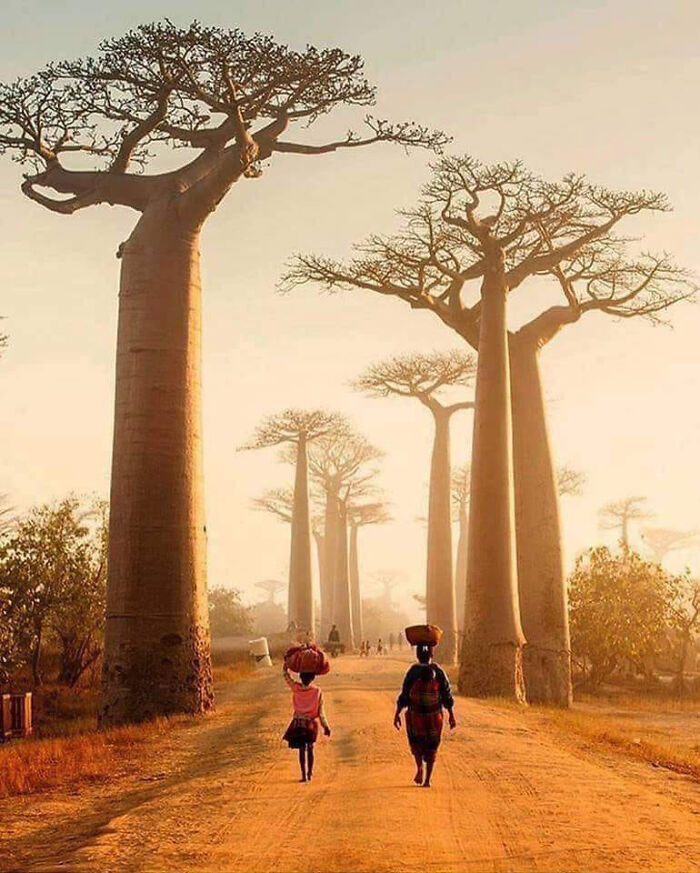 Alley Of The Baobabs In Madagascar