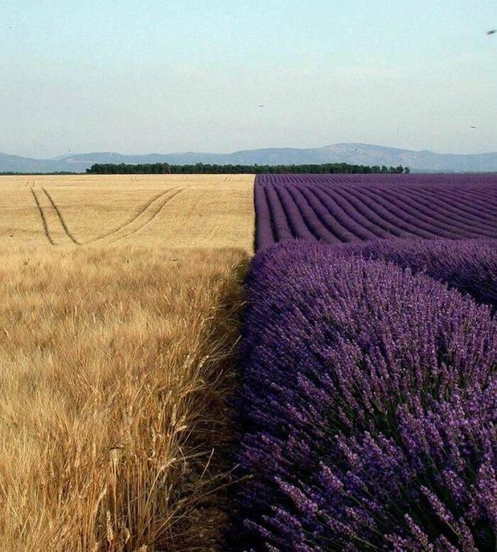 A Wheat Field Next To A Lavender Field