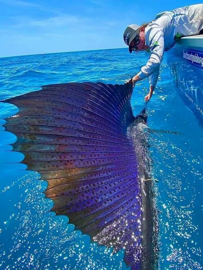 Queensland, Australia - Sailfish Are Considered The Fastest Fish In The Sea, Reaching Top Speeds Of 70 Miles Per Hour (112km/H)