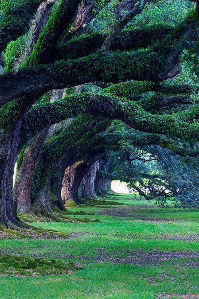 300 Year Old Oak Trees, Oak Alley Plantation, Louisiana
