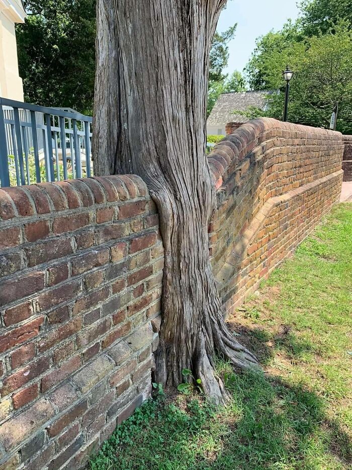 This Tree Decided To Climb Over The Wall To Explore The Big Wide World