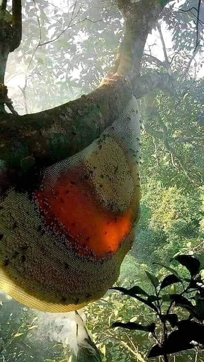 A Natural Beehive Filled With Honey Glowing In The Sunlight