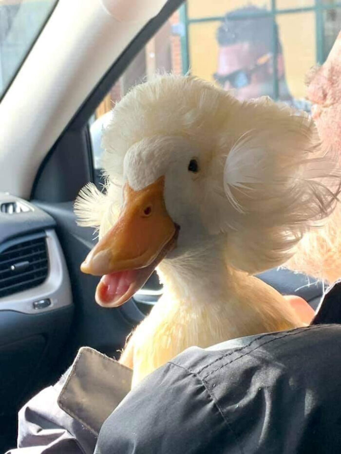If You Are Having A Bad Day, Just Take A Second To Look At My Silly Crested Duck, Gertrude & She Will Put A Smile On Your Face! Yes, That Is Her Real Hair