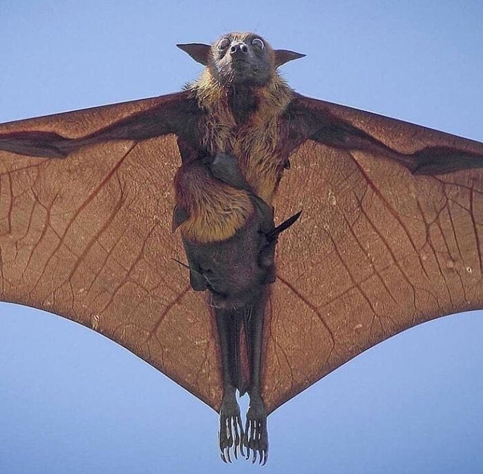 Indian Flying Fox And Baby Along Ride. Photography By Hemanth Kumar