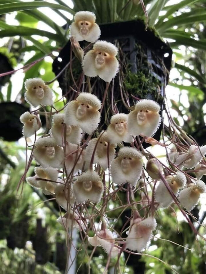 This Variety Of Orchids (Dracula Simia) Is So Amazing Looks Like Baby Monkeys
