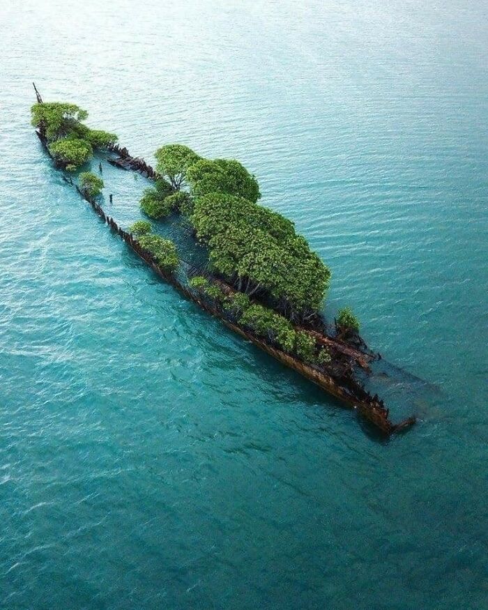 Amazing Mini Island Fort In This Old Sunken Ship With Trees, Australia