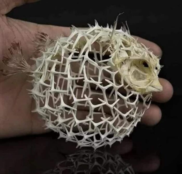 The Skeleton Of A Puffer Fish. When You Think Nature Cannot Amaze You Anymore