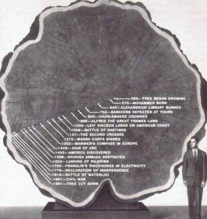 1300 Years Old Tree, Cut Down In 1891. Note The Events Correlated With The Tree's Circles!