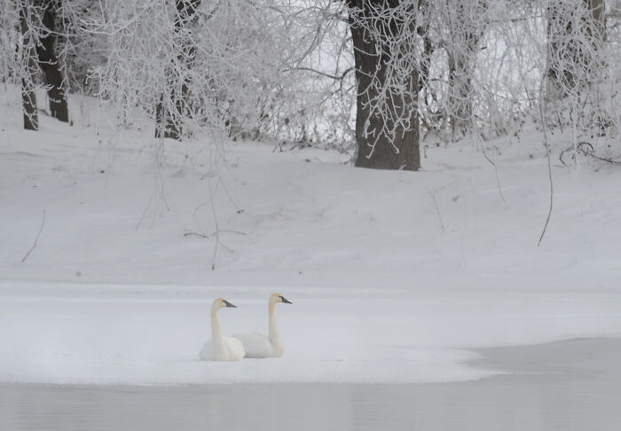Trumpeter Swans In Deep Winter