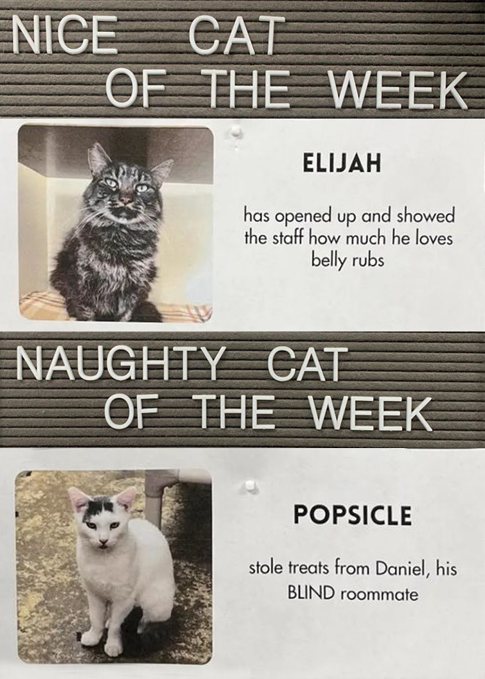 20 Pics Of Cats That Scored A Spot On The 'Naughty And Nice' Board At This  Cat Rescue | Bored Panda