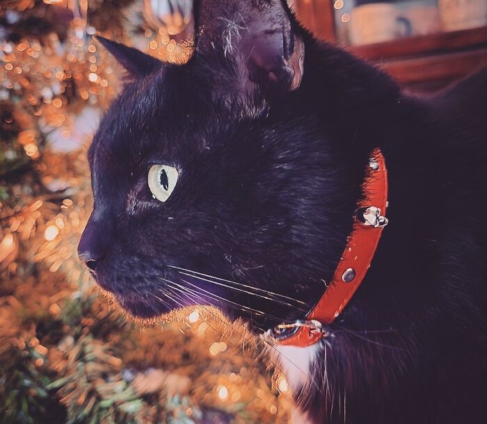 My Cat's Skull Collar I Put On Him Every Year Ro Confuse People