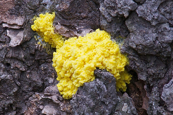1059719_1_0412-SLIMEMOLD-music_standard-63a329f69b604.jpg
