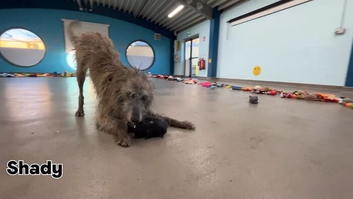 23 Dogs Were Allowed To Pick Their Own Christmas Gifts At Animal Shelter, And Here’s What Happened