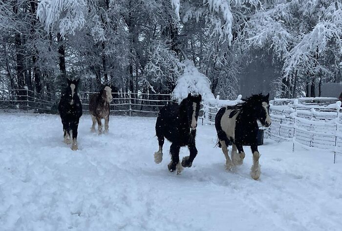 My Neighbor's Horses Frolicking In Fresh Snow