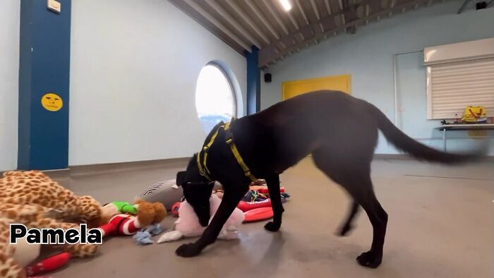 23 Dogs Were Allowed To Pick Their Own Christmas Gifts At Animal Shelter, And Here’s What Happened