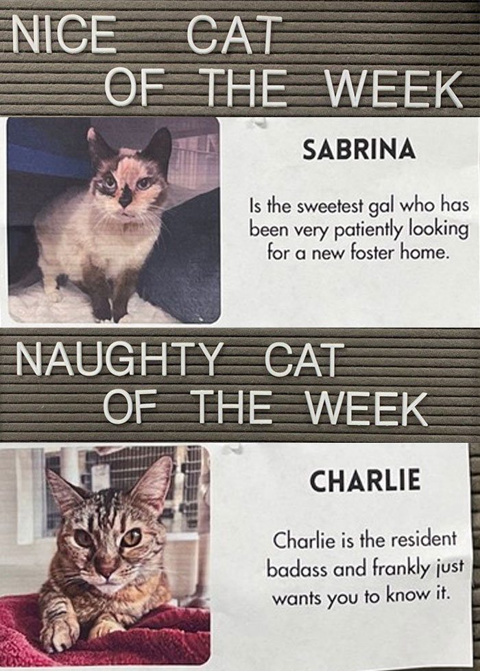 Pet-Shelter-Nice-Naughty-Cat-Of-The-Week-Perrysplacela