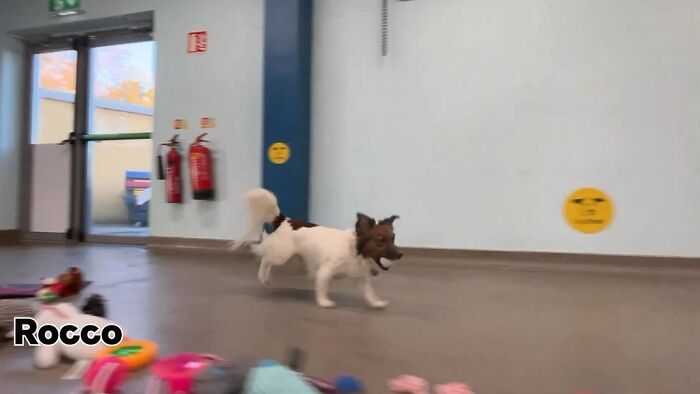 23 Dogs Were Allowed To Pick Their Own Christmas Gifts At Animal Shelter, And Here’s What Happened